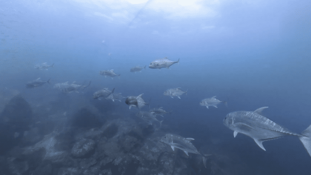diving with Giant Trevally