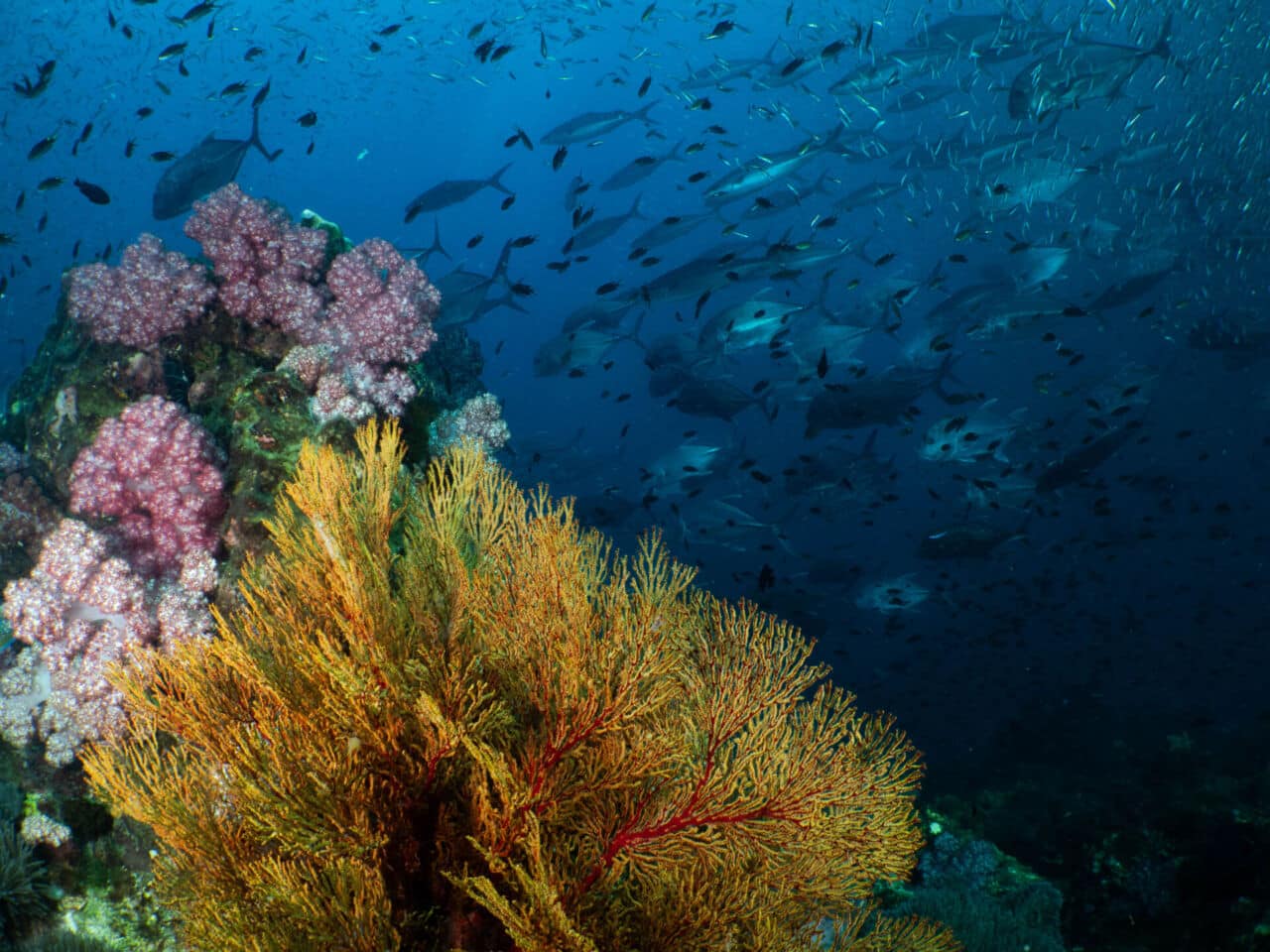 liveaboard diving in the similan islands