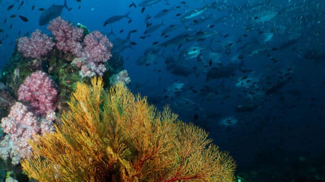 liveaboard diving in the similan islands