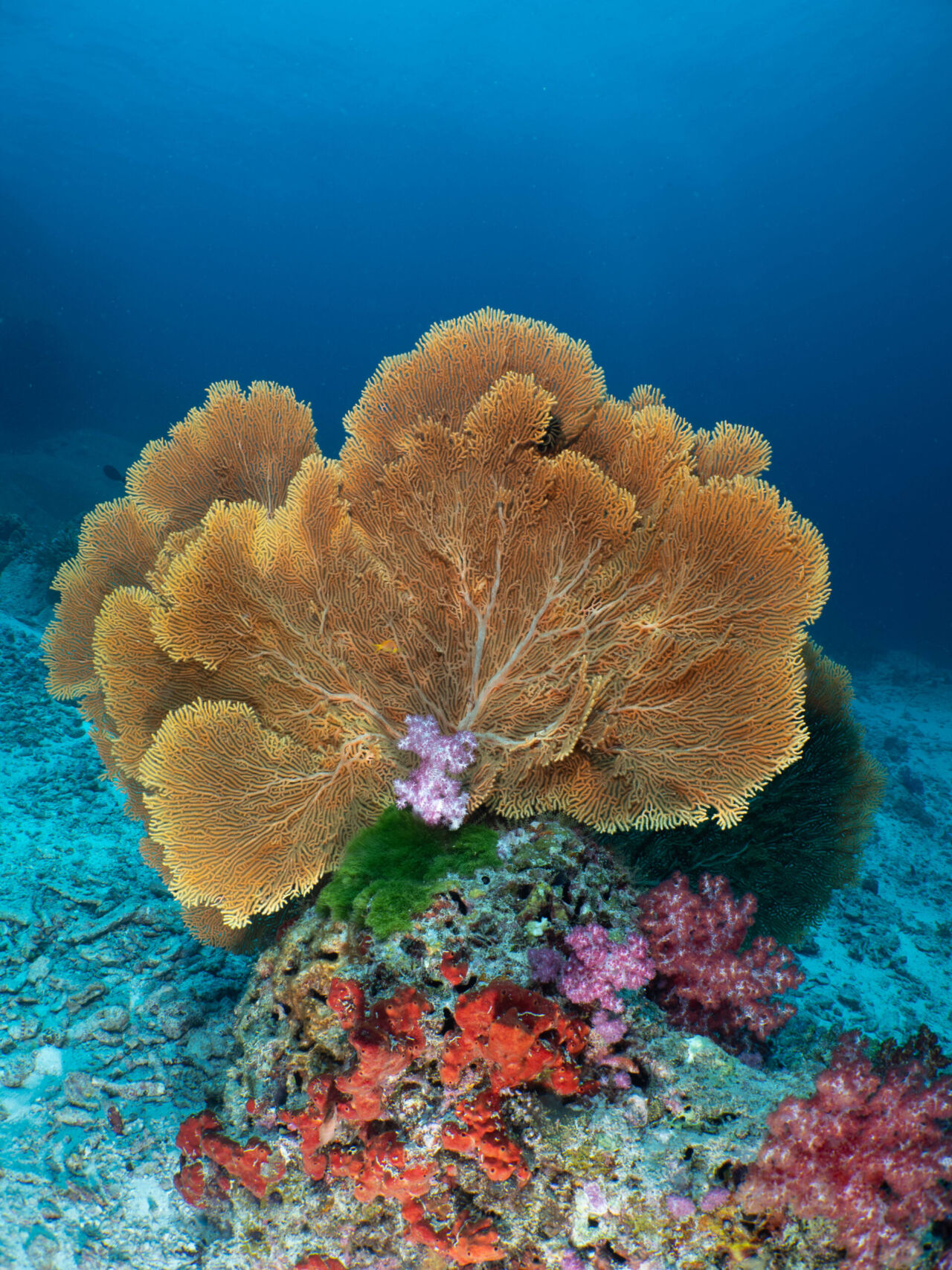 Similan Islands
