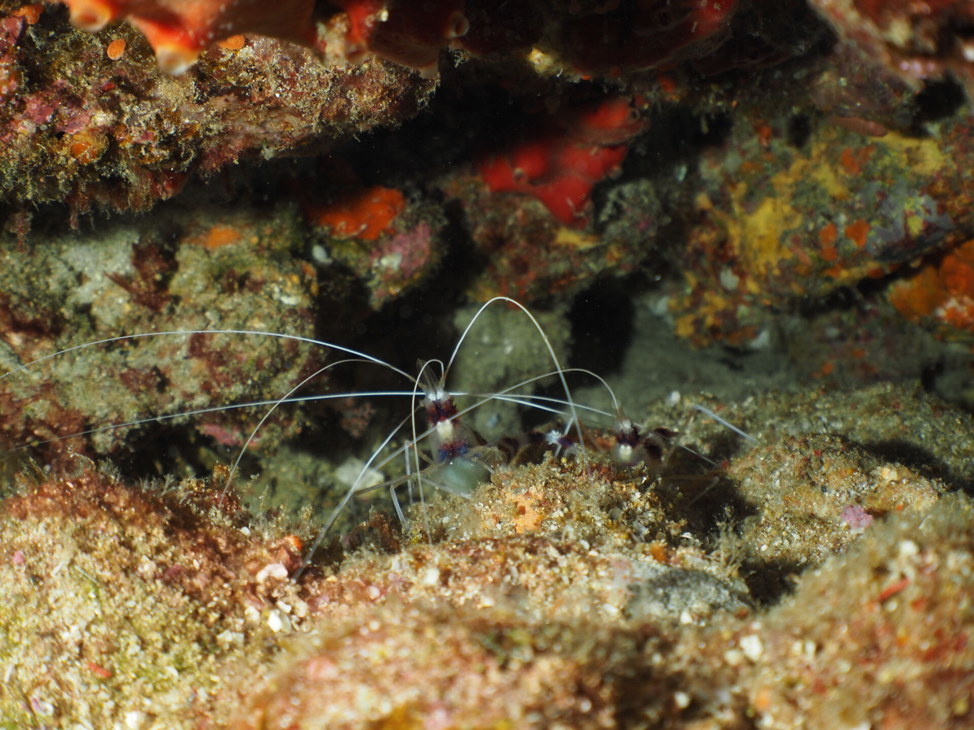 symbiosis Similan Islands