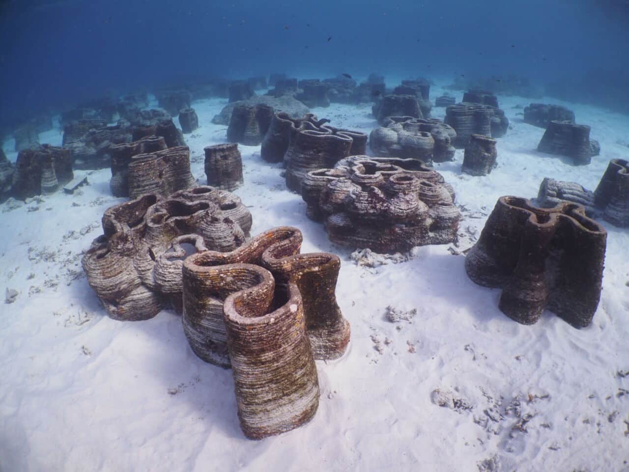 coral restoration