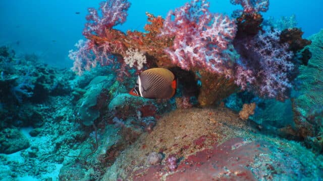 butterflyfish three trees