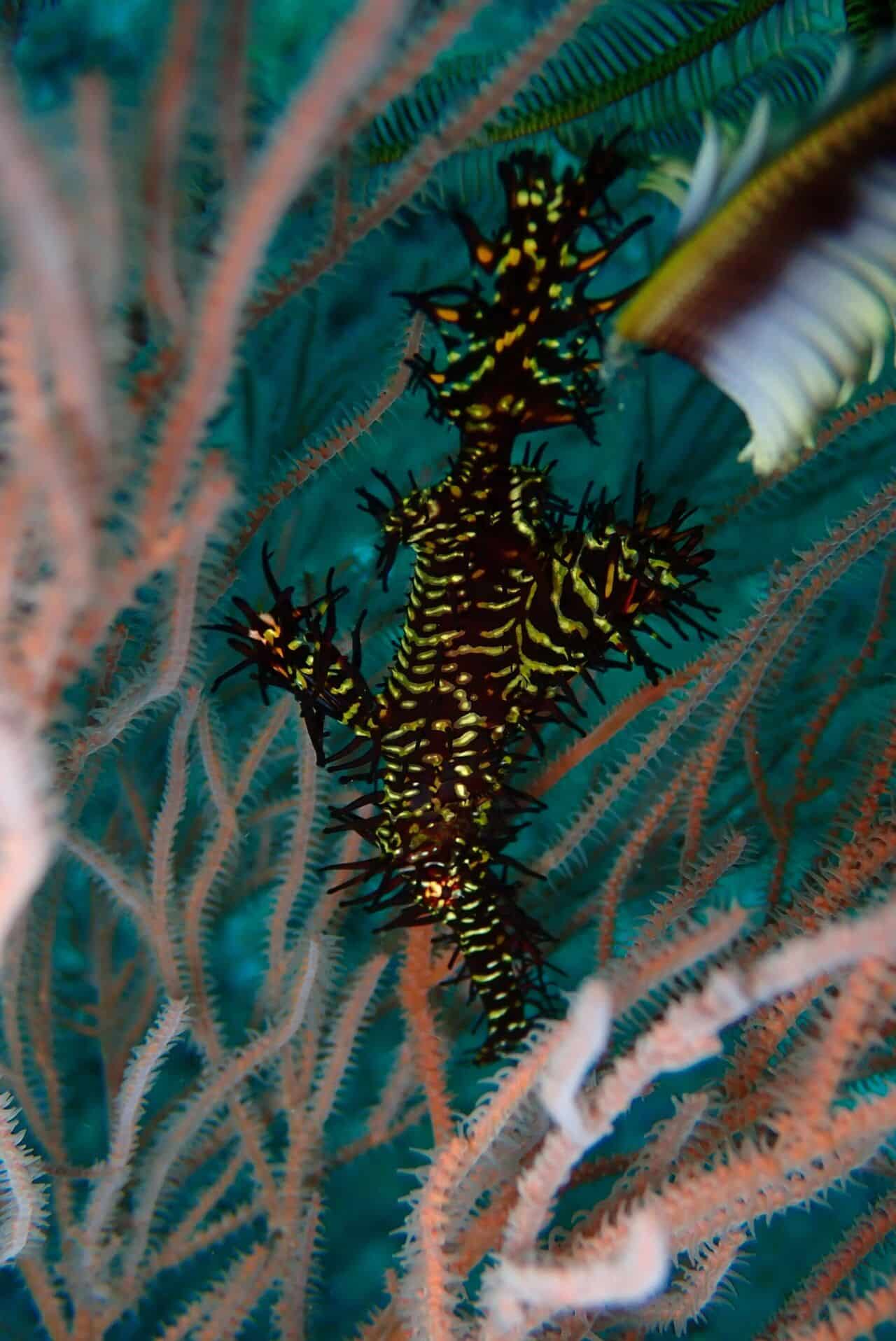 ghost pipefish