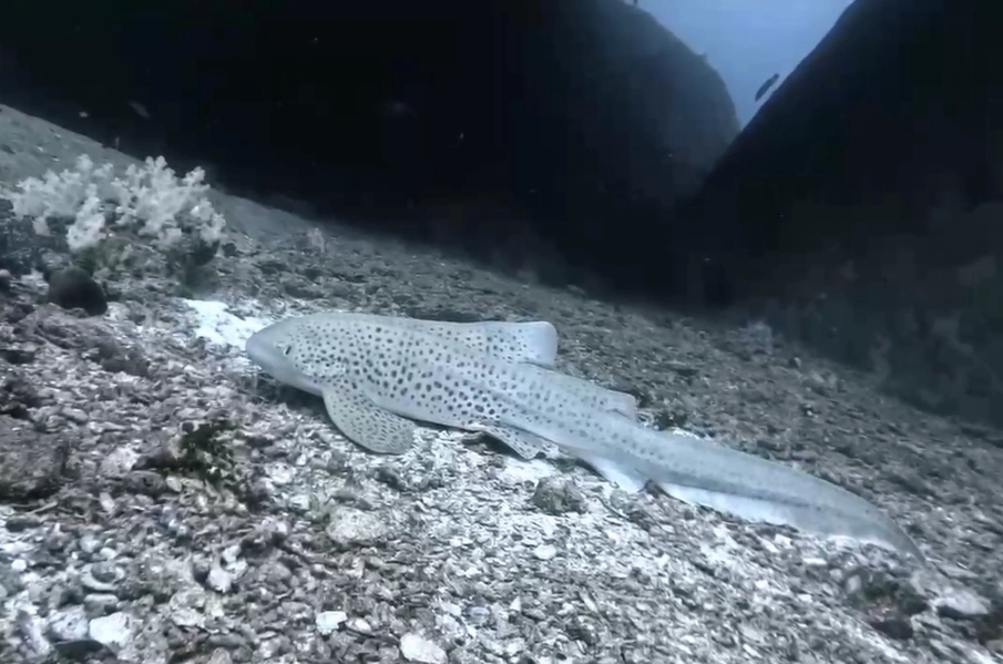 Leopardshark