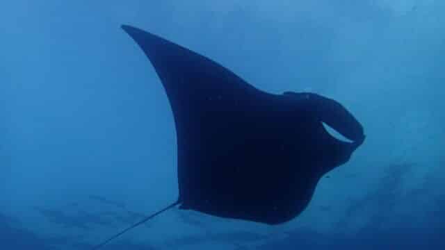 Koh Bon manta ray
