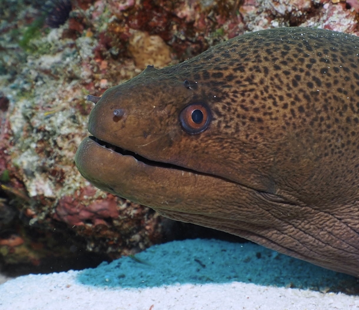 Similan Islands Christmas Point