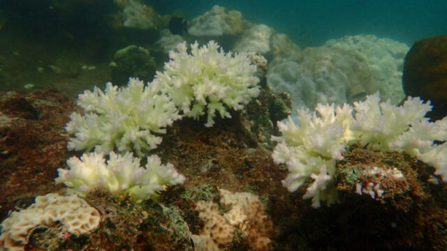 Coral bleaching