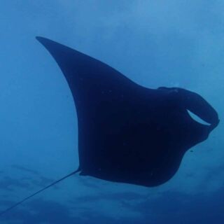 Manta Ray