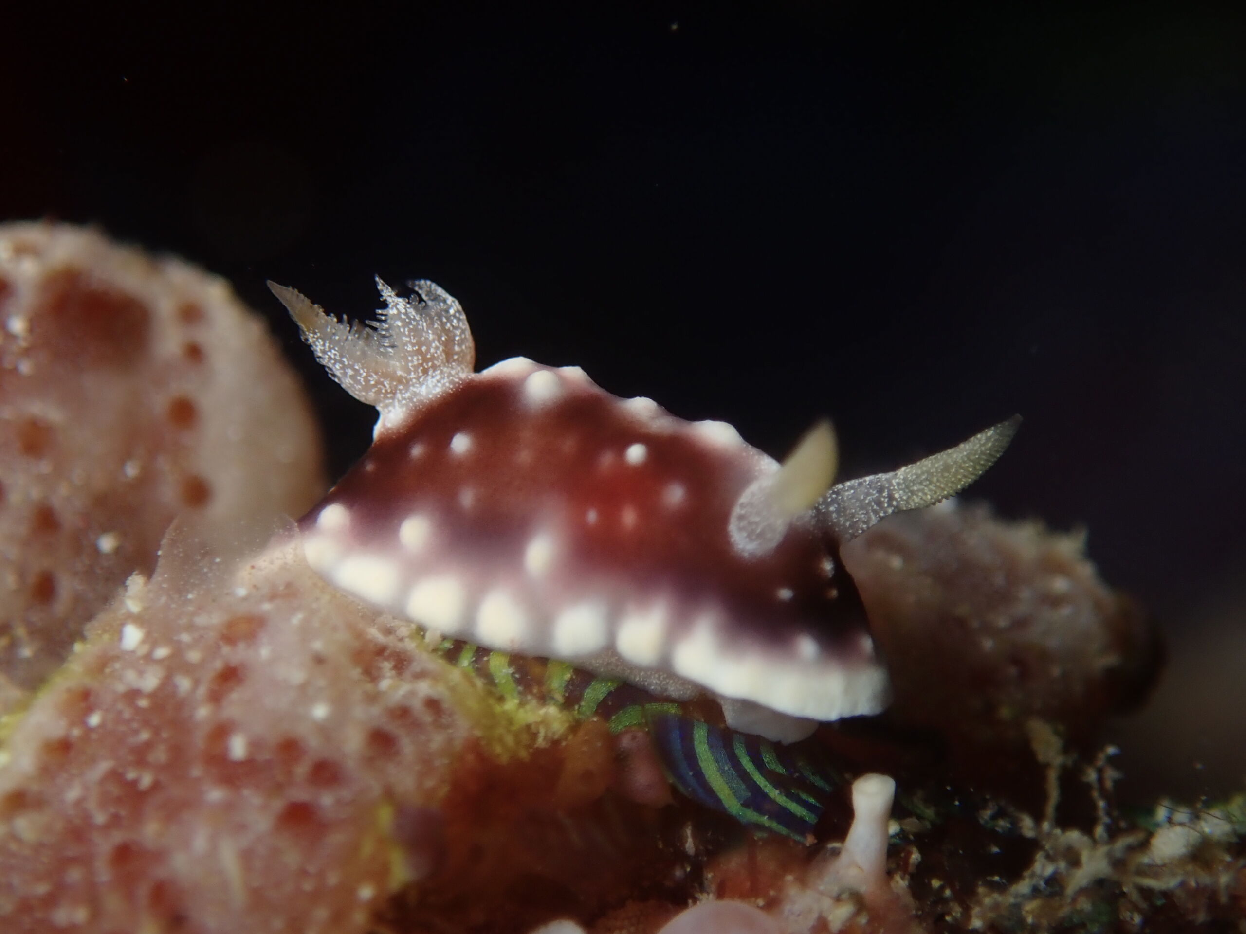 Olympus Digital Camera