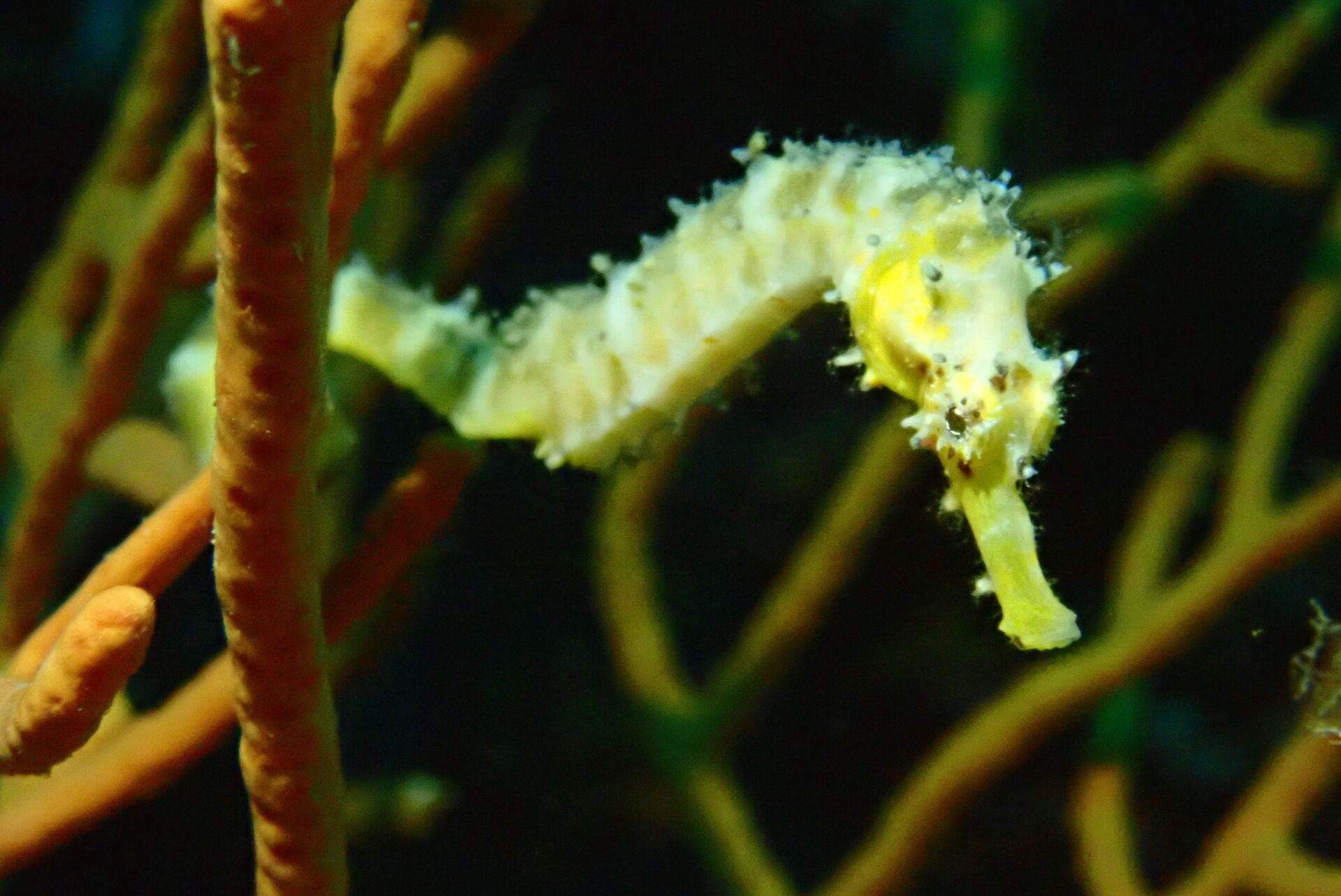 Olympus Digital Camera