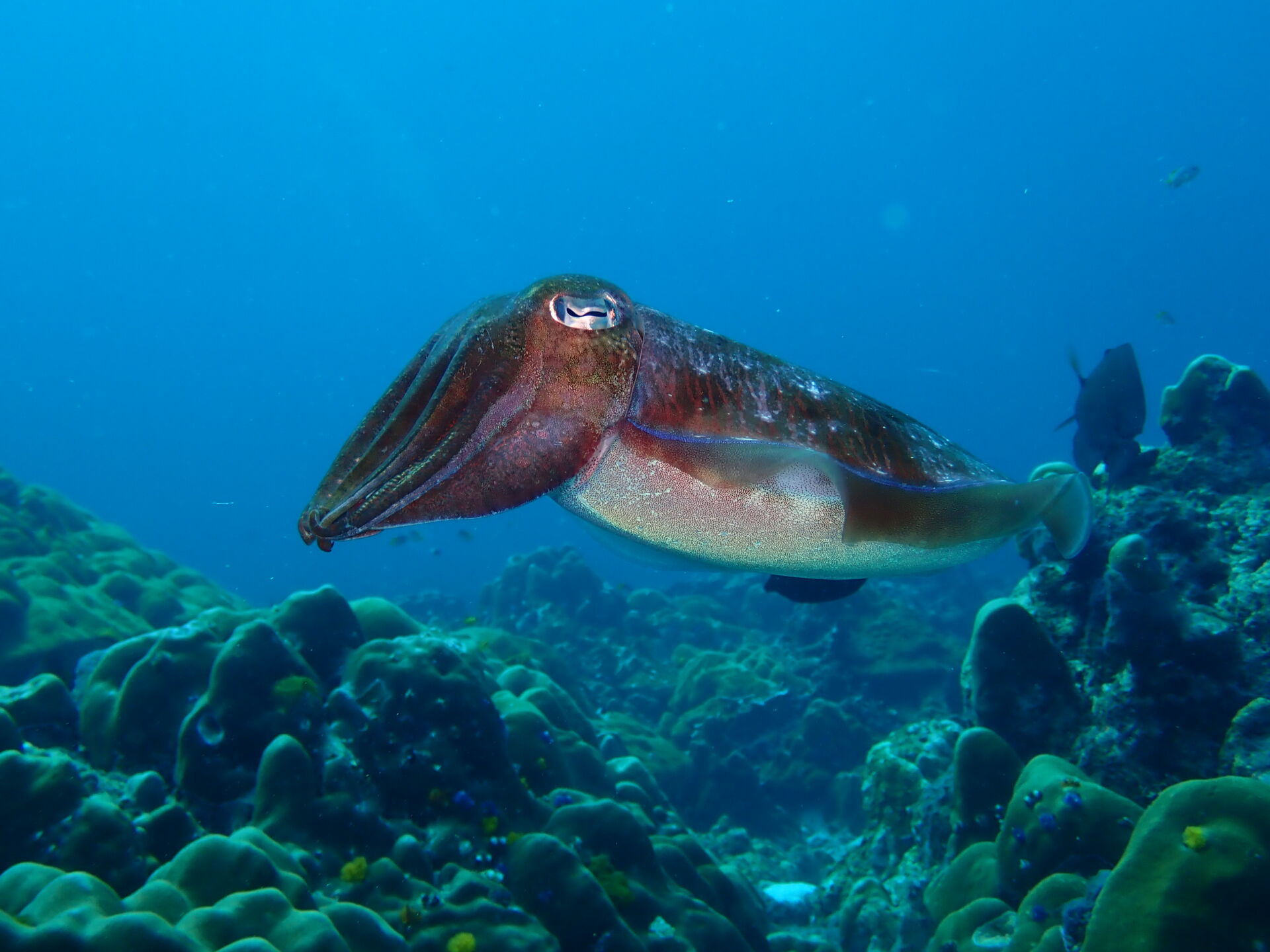 Olympus Digital Camera