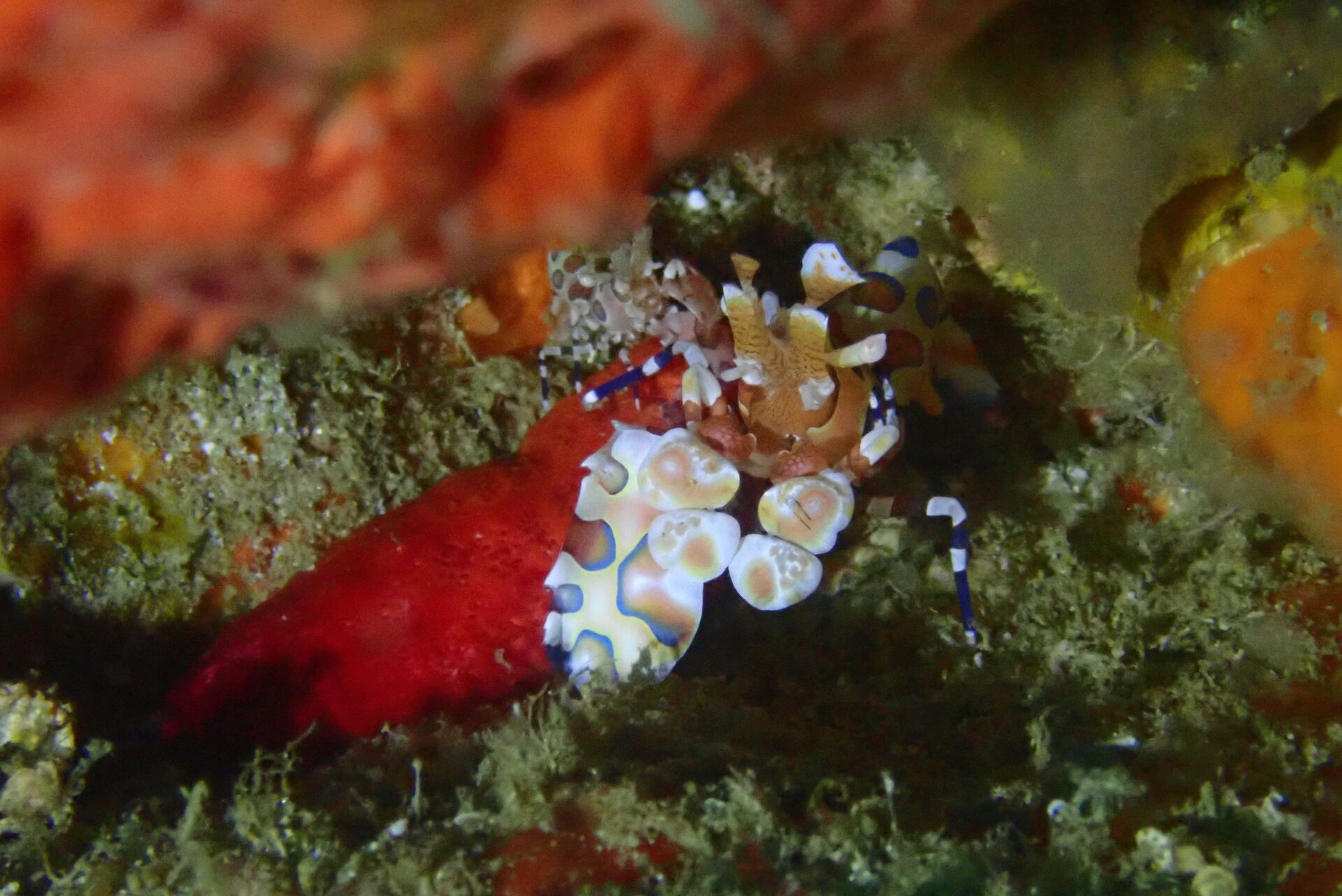 Olympus Digital Camera