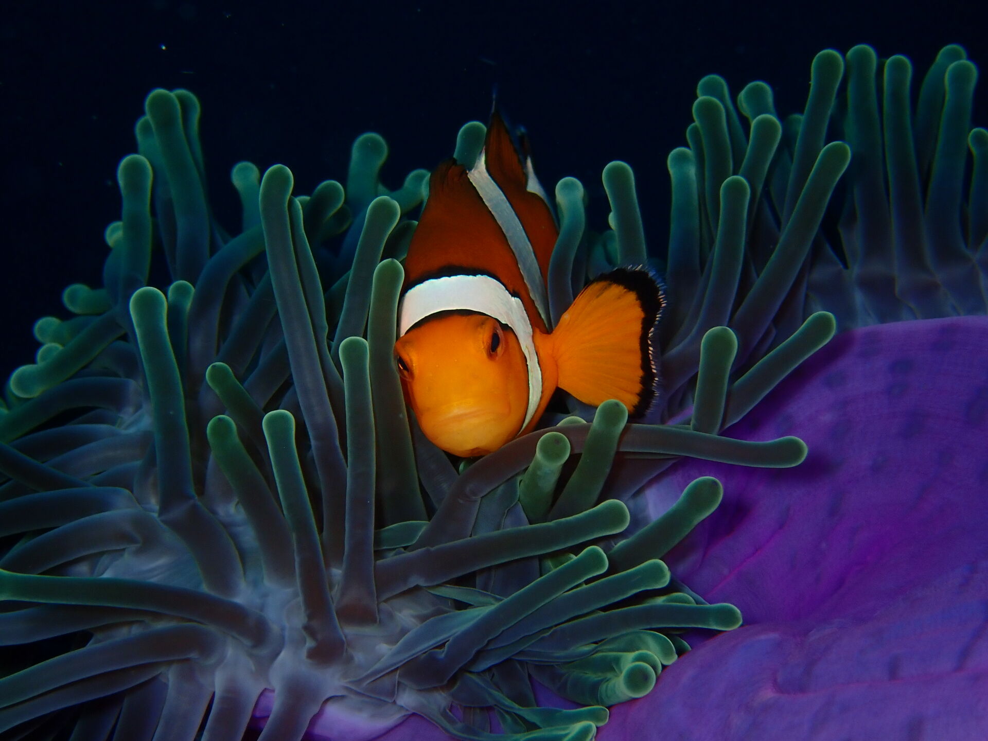 Symbiosis Similan Islands