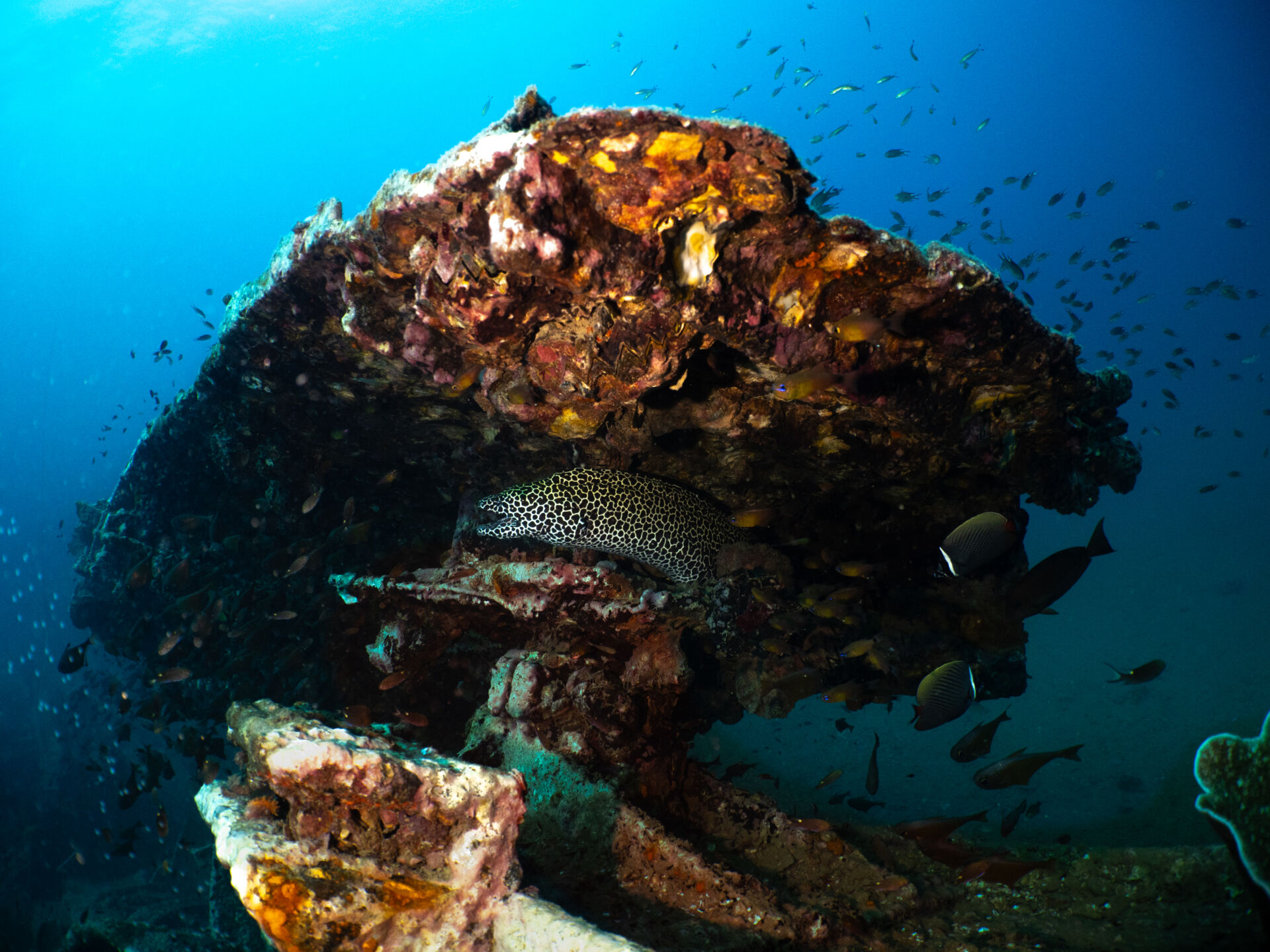 Underwater31