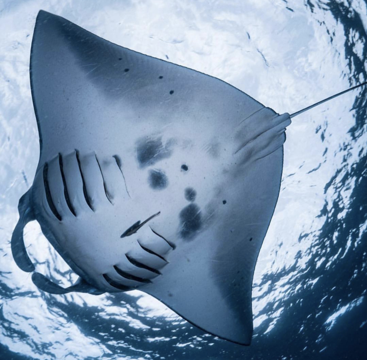 Manta Rays in the Similan Islands