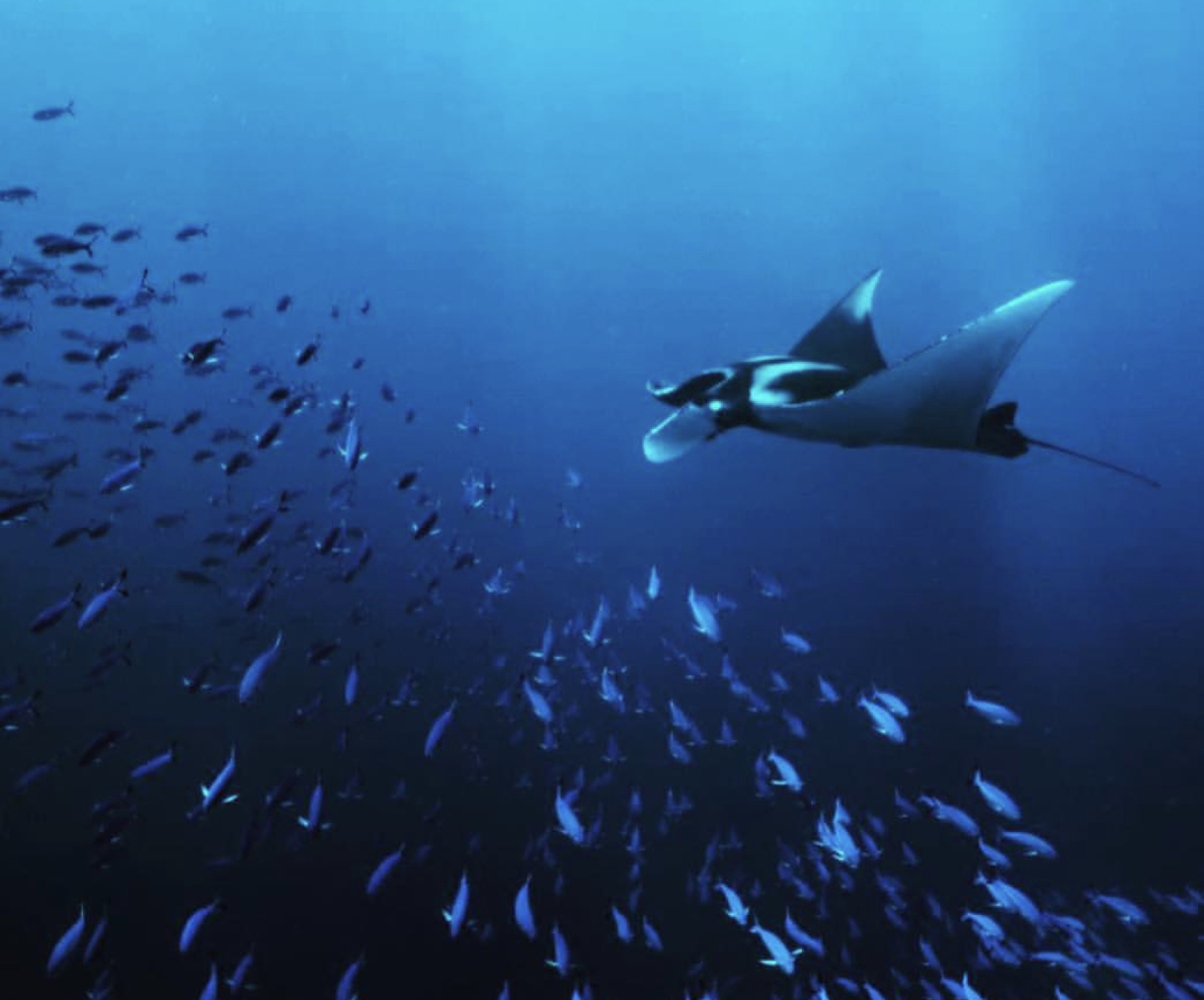 Manta ray Similan Islands