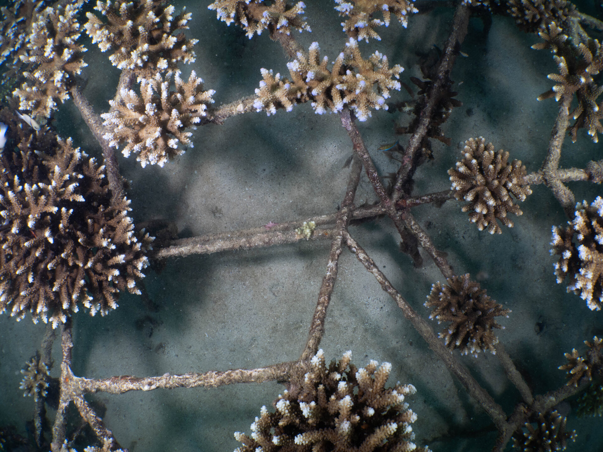 Coralproject1