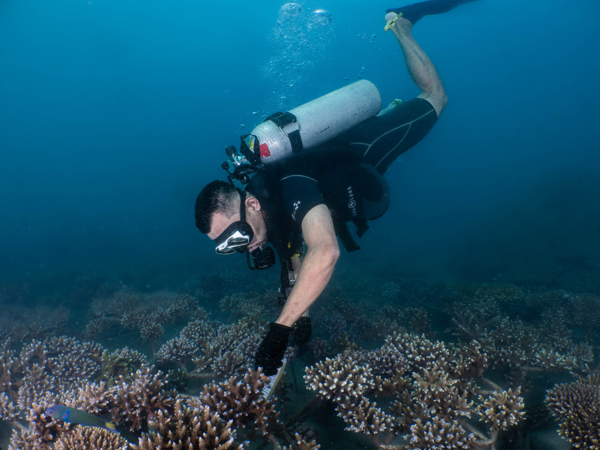 Coralproject43
