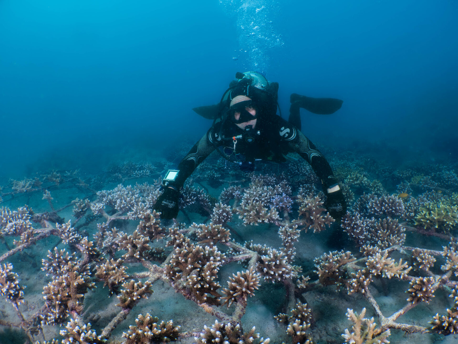 Coralproject52 3