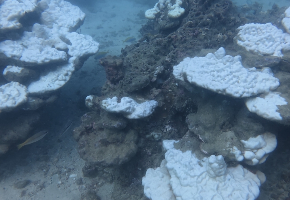 coral bleaching coral restoration thailand