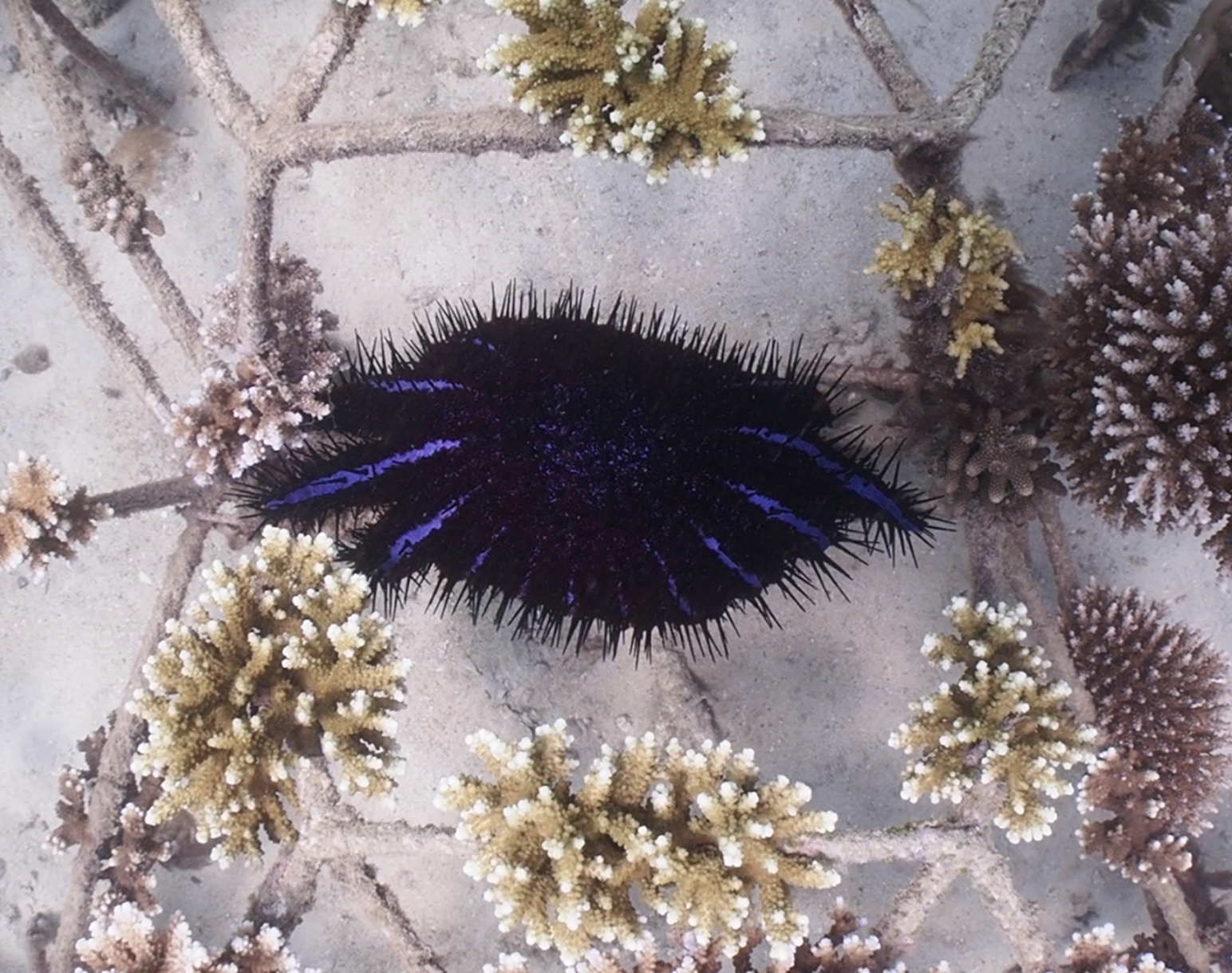crown of thorns starfish