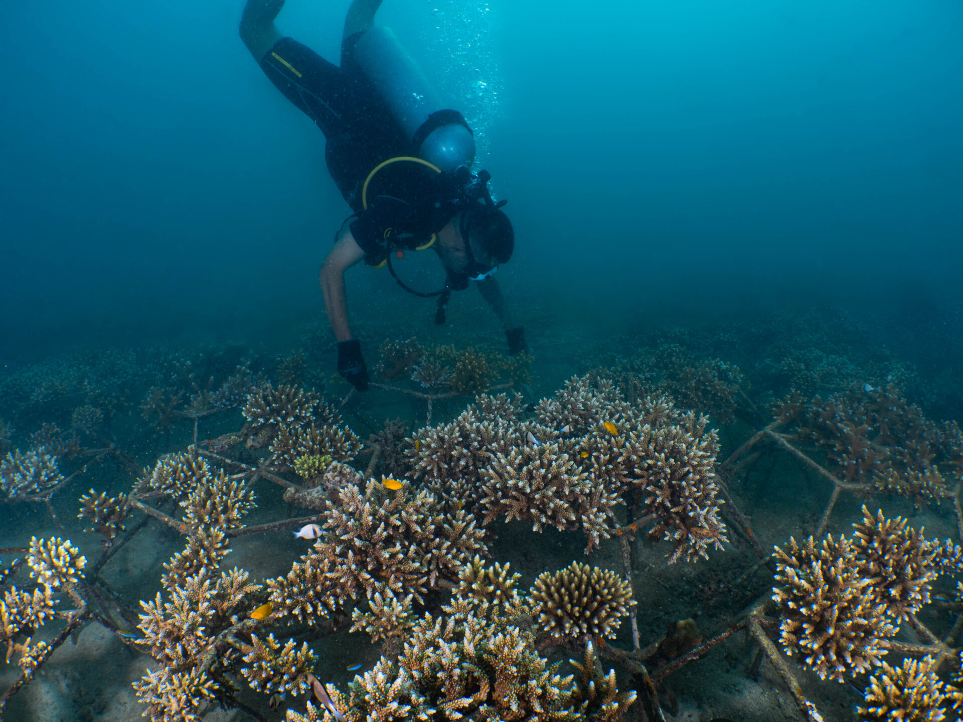 Coralproject26