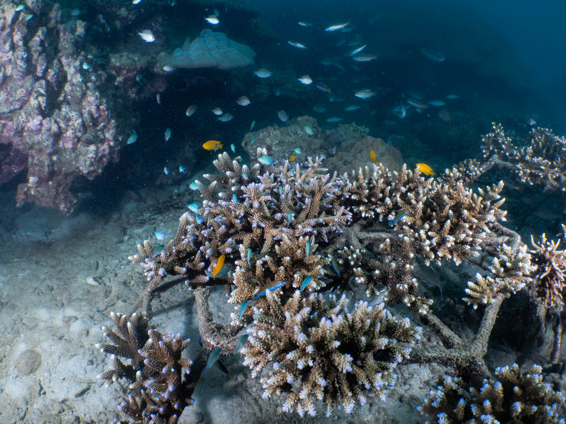 Coralproject32