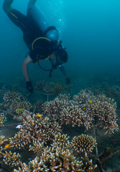 Coralproject26