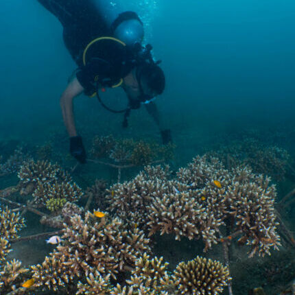 Coralproject26