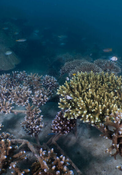 Coralproject30