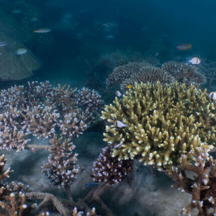 Coralproject30