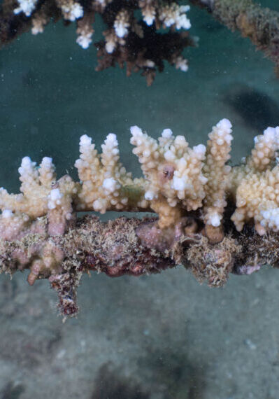 Coralproject9
