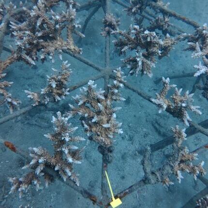 Coral Restore