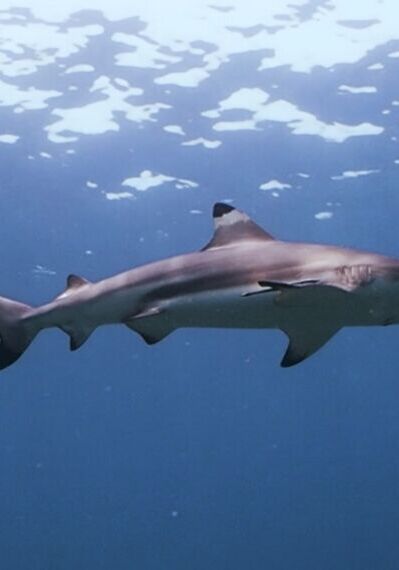 Koh Tachai reef shark