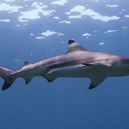 Koh Tachai reef shark