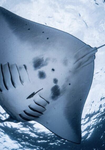 Manta Rays in the Similan Islands