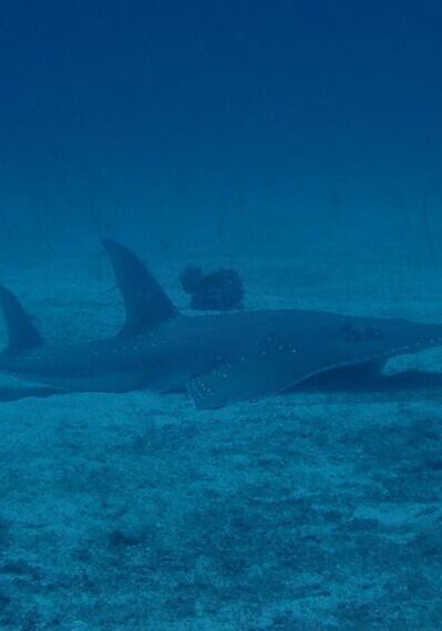 Ao Pakard surin islands