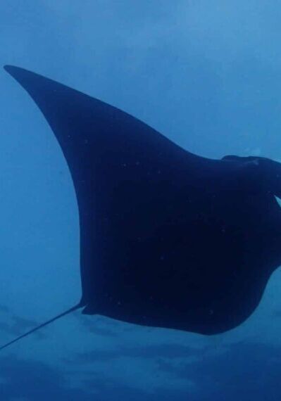 Manta Ray