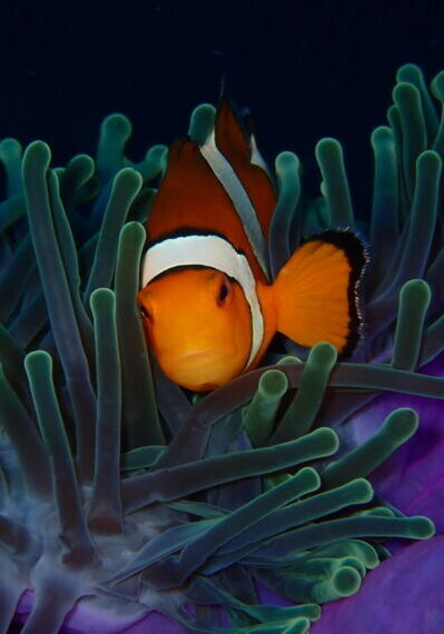 Symbiosis Similan Islands