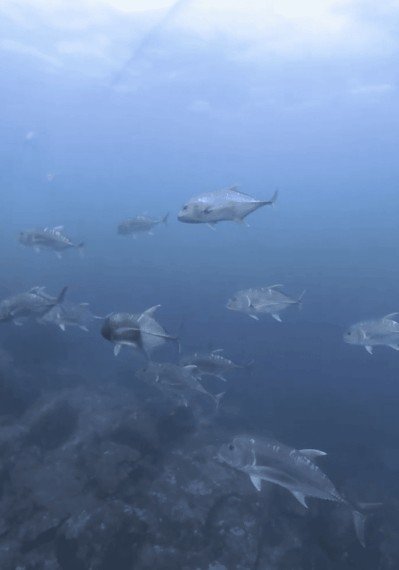 Screenshot-2022-01-20-at-10.18.01-AM