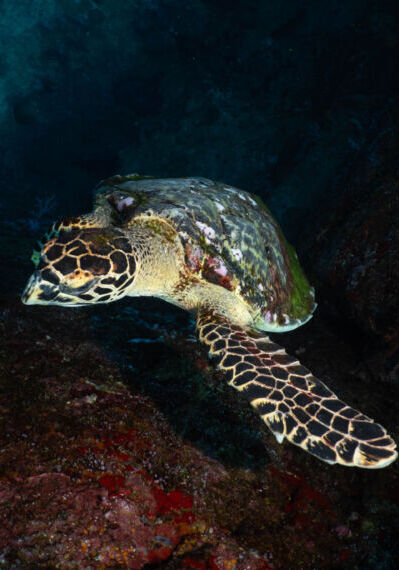 Turtledeepsix