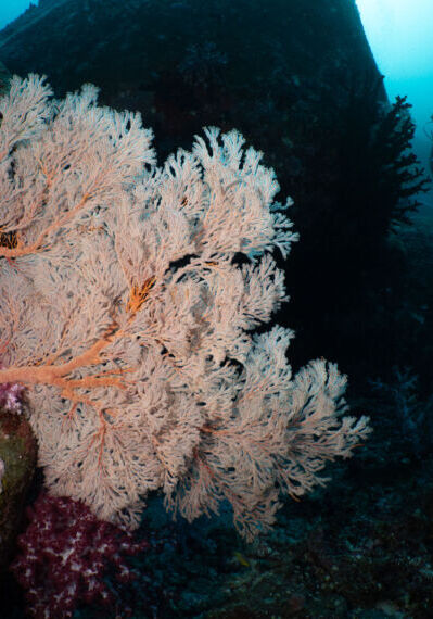 Underwater6